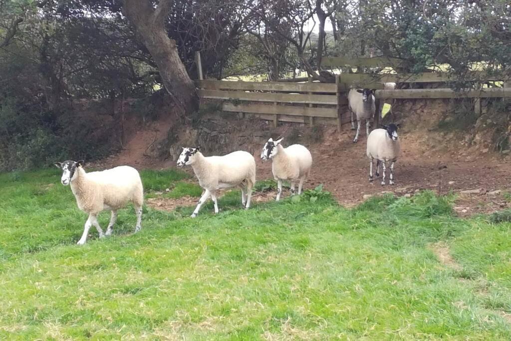Farm Accommodation - The Lizard Peninsula, Cornwall Helston Bagian luar foto