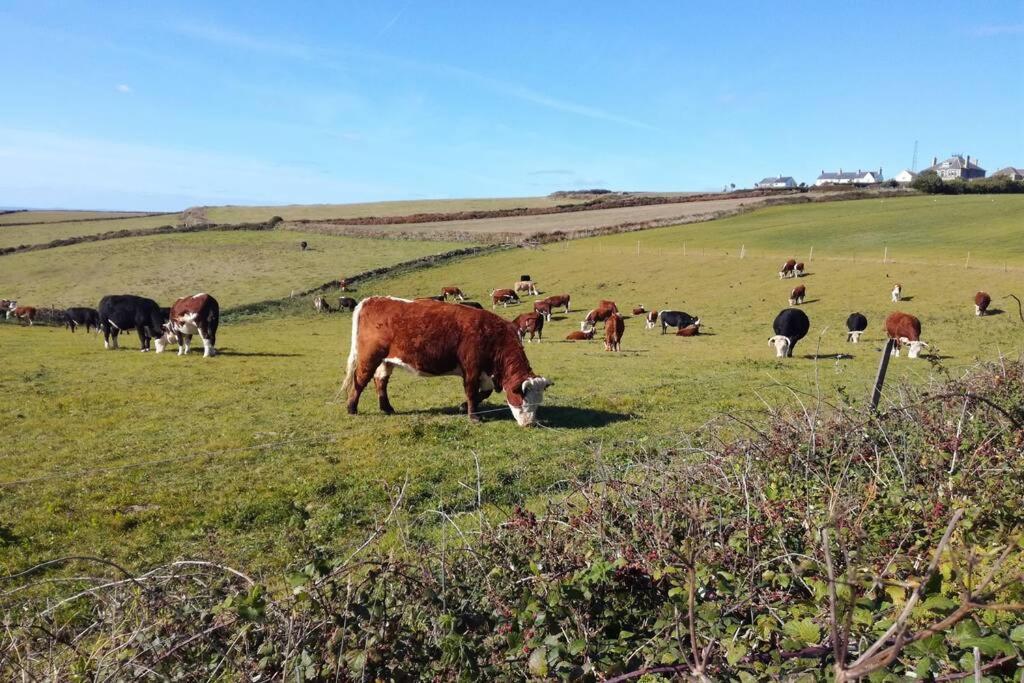 Farm Accommodation - The Lizard Peninsula, Cornwall Helston Bagian luar foto